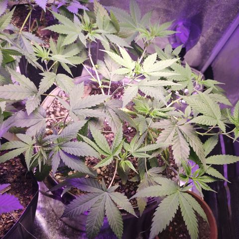 Sweet 2 growlog timeline photo
