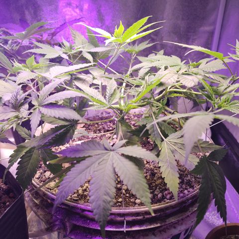 Sweet 2 growlog timeline photo