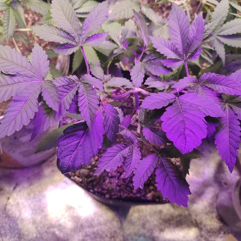 24k 2 growlog timeline photo