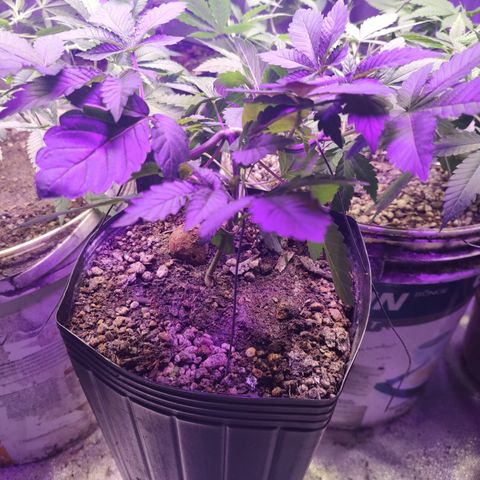 24k 2 growlog timeline photo