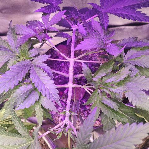 24 k growlog timeline photo