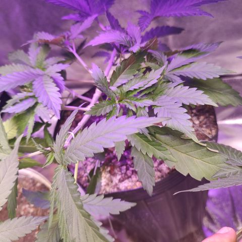 24 k growlog timeline photo