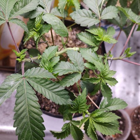 24k 2 growlog timeline photo