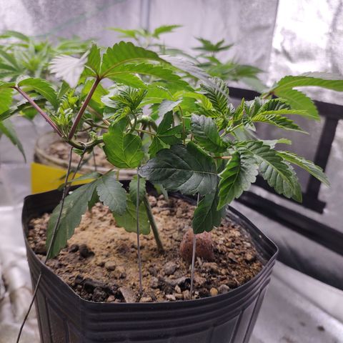 24k 2 growlog timeline photo