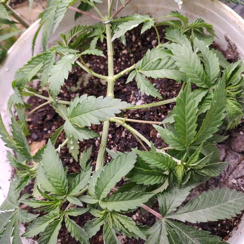 24 k growlog timeline photo
