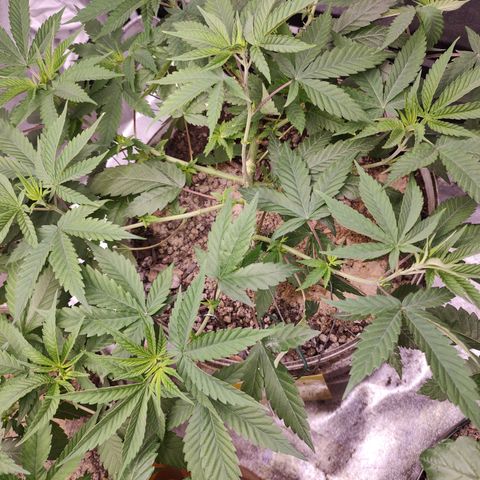 Sweet 2 growlog timeline photo