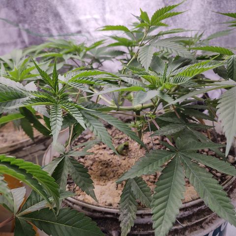 Sweet 2 growlog timeline photo