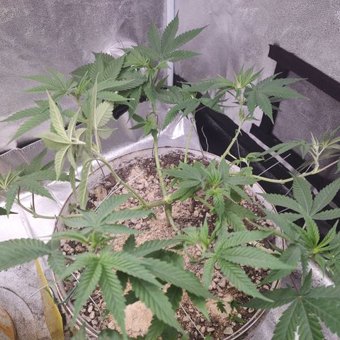 Sweet 2 growlog timeline photo