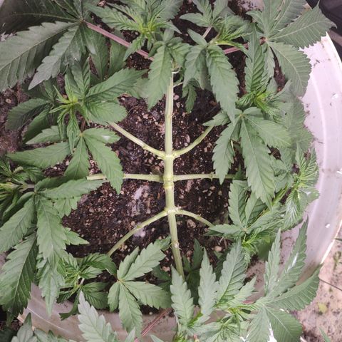 24 k growlog timeline photo