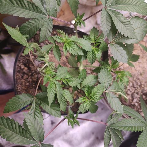 24k 2 growlog timeline photo