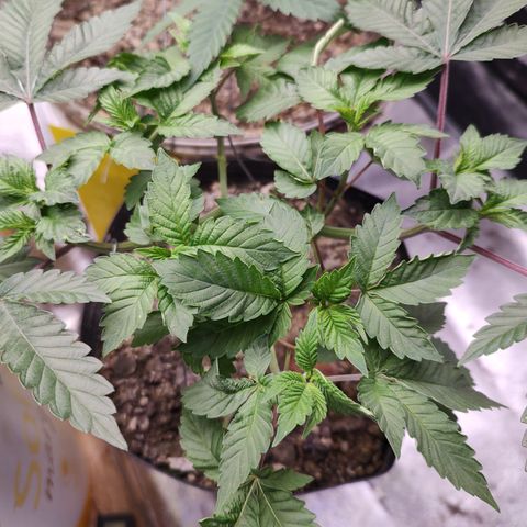 24k 2 growlog timeline photo