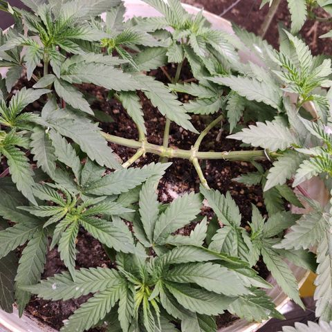 24 k growlog timeline photo