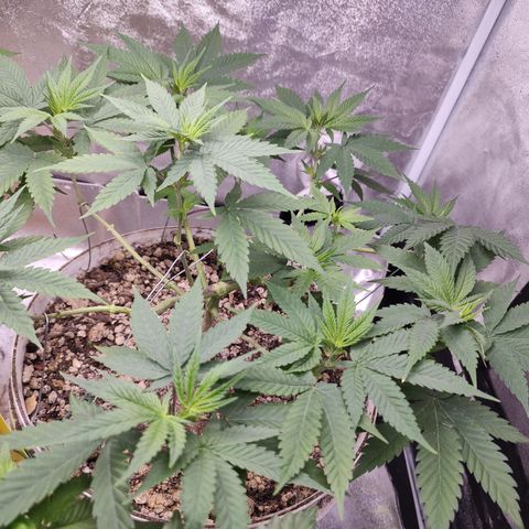 Sweet 2 growlog timeline photo