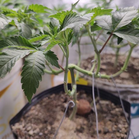 24k 2 growlog timeline photo