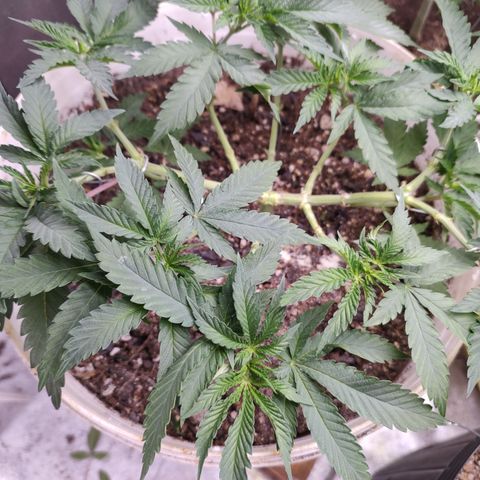 24 k growlog timeline photo