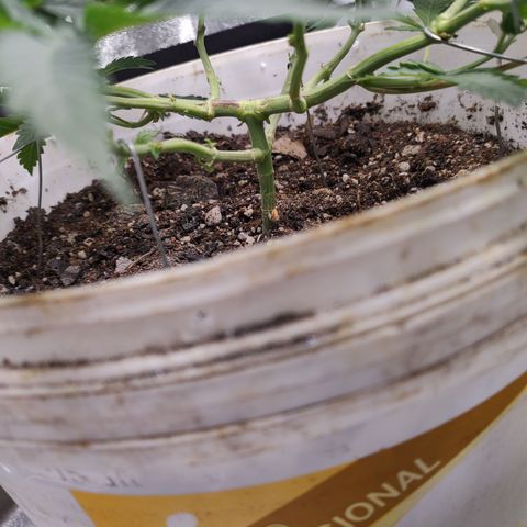24 k growlog timeline photo