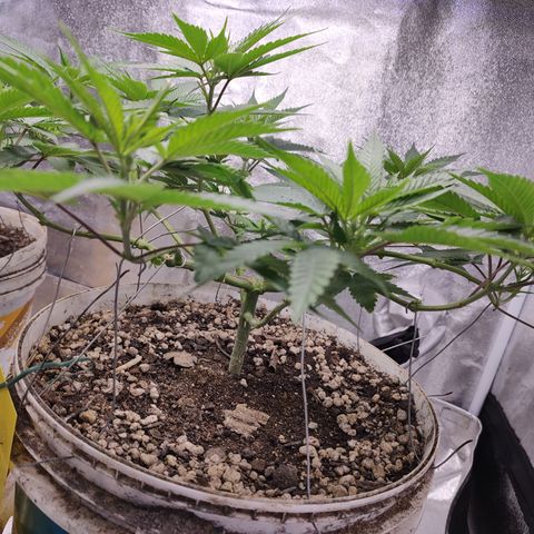 Sweet 2 growlog timeline photo