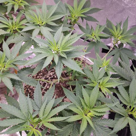 Sweet 2 growlog timeline photo