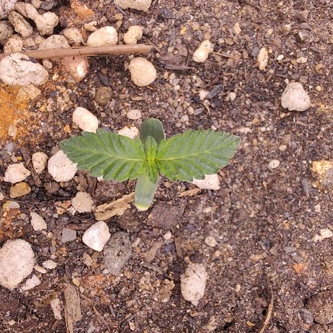 Pey coo growlog timeline photo