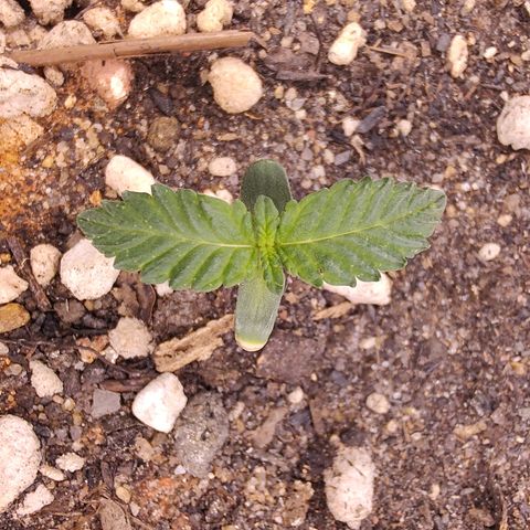 Pey coo growlog timeline photo