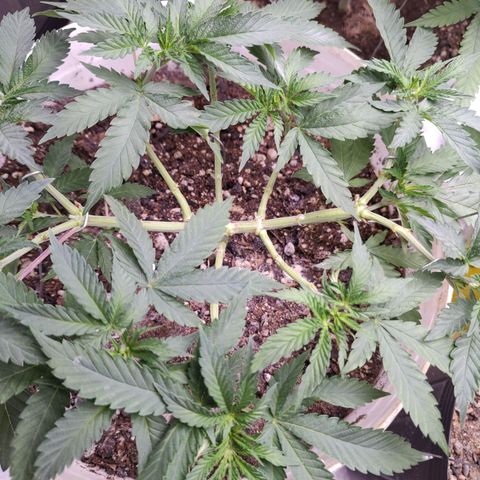 24 k growlog timeline photo