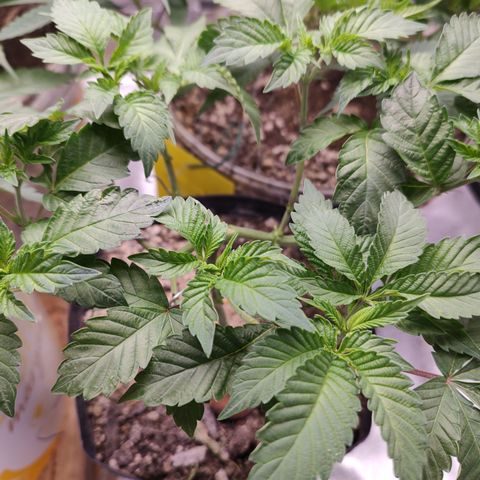 24k 2 growlog timeline photo