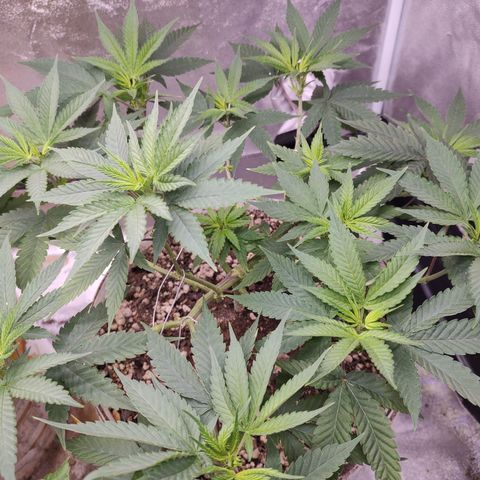 Sweet 2 growlog timeline photo
