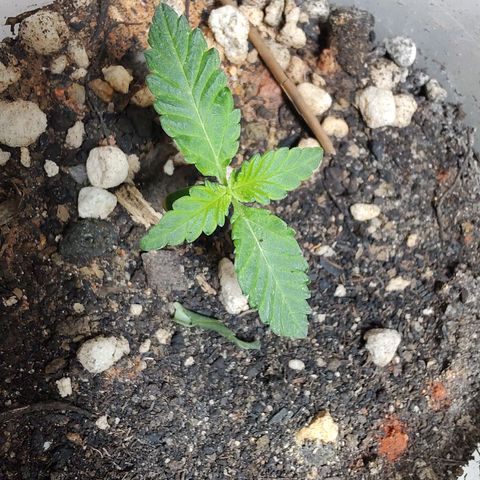 Pey coo growlog timeline photo