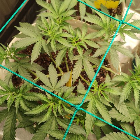 24 k growlog timeline photo
