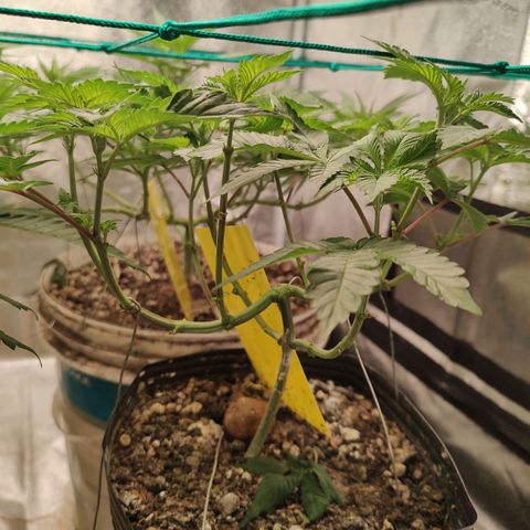 24k 2 growlog timeline photo
