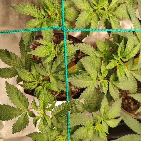 24k 2 growlog timeline photo