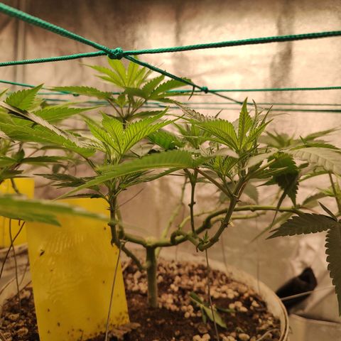 Sweet 2 growlog timeline photo