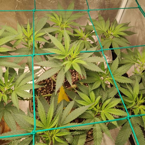 Sweet 2 growlog timeline photo