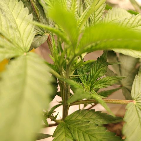 Sweet 2 growlog timeline photo