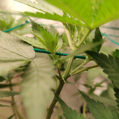 Sweet 2 growlog timeline photo