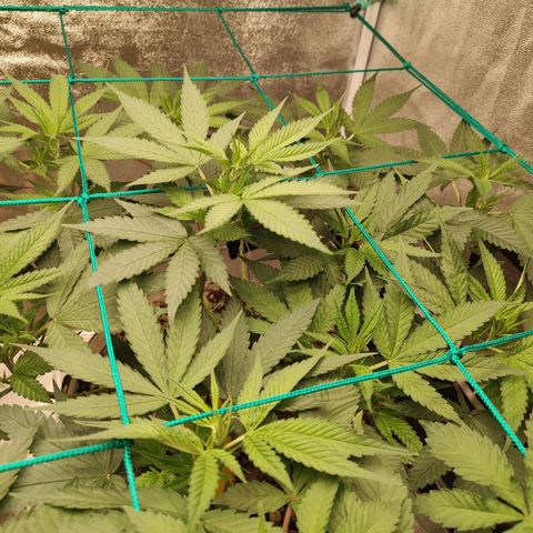 Sweet 2 growlog timeline photo