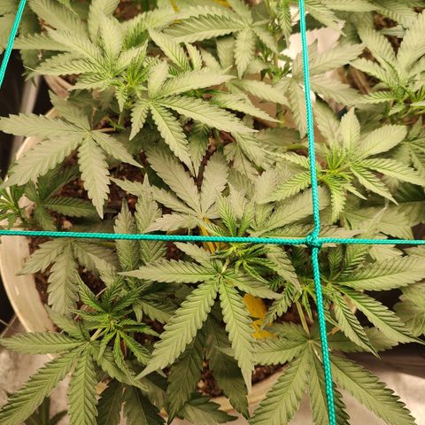 24 k growlog timeline photo