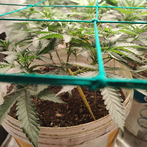 24 k growlog timeline photo