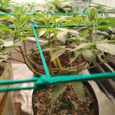 24k 2 growlog timeline photo