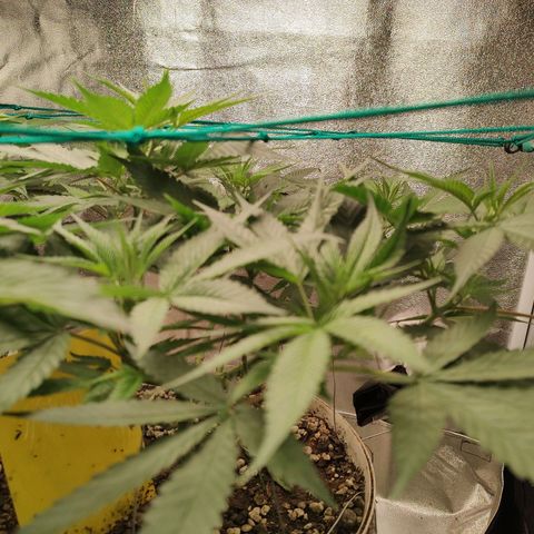 Sweet 2 growlog timeline photo