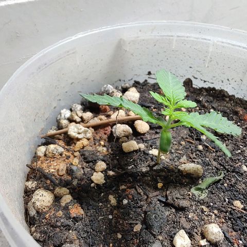 Pey coo growlog timeline photo