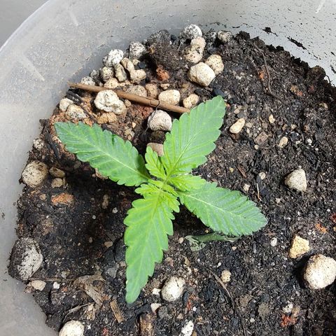 Pey coo growlog timeline photo