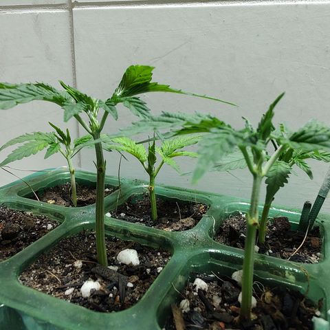 24kc1 growlog timeline photo