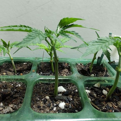 24kc1 growlog timeline photo