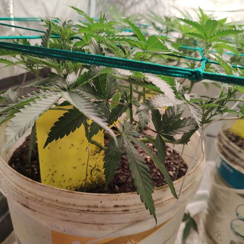 24 k growlog timeline photo