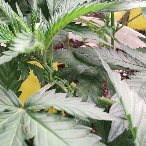 24 k growlog timeline photo
