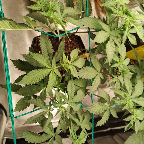 24k 2 growlog timeline photo