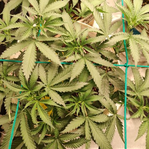 24 k growlog timeline photo