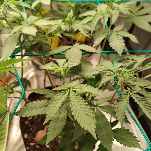 24k 2 growlog timeline photo