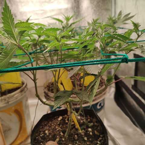 24k 2 growlog timeline photo